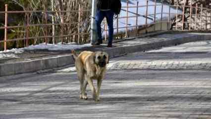 Gümüşhane’de başıboş sokak köpekleri çocukların kabusu oldu