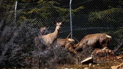 Spil Dağı'na kızıl geyik salındı, ortaya kartpostallık görüntüler çıktı