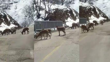 Tunceli’de koruma altındaki dağ keçileri trafiğe indi  