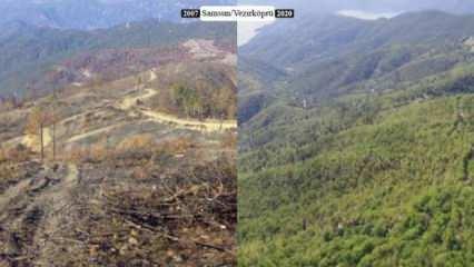 Türkiye'nin orman varlığı bir yılda 177 bin hektar arttı