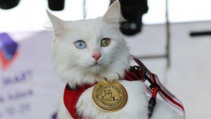 Van kedilerinin en güzeli ‘Mia’ seçildi!