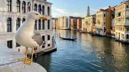 Venedik'te martılara karşı su tabancalı önlem