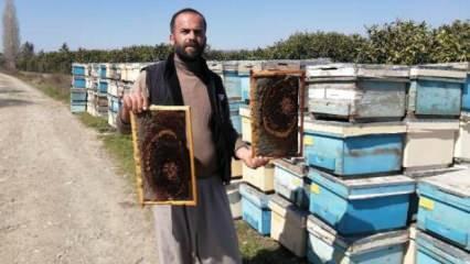 Adana'da 500 kovan arı öldü, inceleme başlatıldı