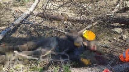 Antalya’da feci ölüm! Arkadaşının kestiği ağaç üzerine düştü