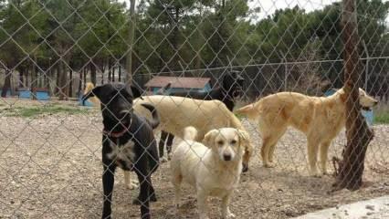 Çanakkale'de barınaktaki bazı sahipsiz köpeklerin birbirlerini parçaladığı iddia edildi