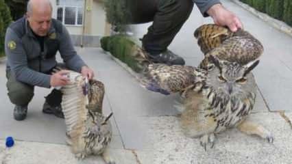 Erzincan’da tedavisi tamamlanan Puhu kuşu doğaya salındı