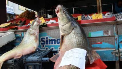 Sezonun son dev turna balığı Elazığ'da yakalandı! Tam 103 kilogram  