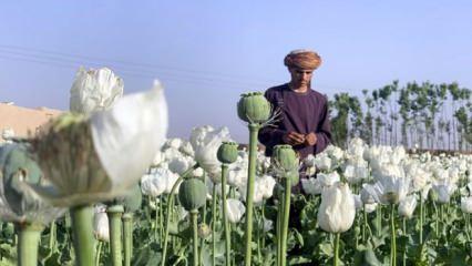 Taliban uyuşturucu ile sarhoşluk veren tüm maddelerin üretim ve tüketimini yasakladı