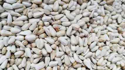 Çiftçilere 18 ton aspir tohumu dağıtıldı