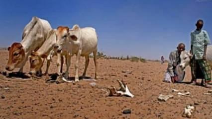 Etiyopya'da kuraklık 1,5 milyon hayvanı telef etti