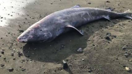 Kıyıya vuran köpek balığının otopsisinde şaşırtan sonuç: Dünyada böyle bir şey yok