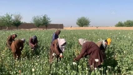 Taliban'ın yasağına rağmen haşhaş ekimi sürüyor