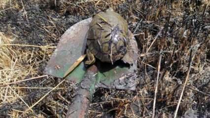 Van’da öğrencilerin yanlış ihbarı kaplumbağaları yanmaktan kurtardı
