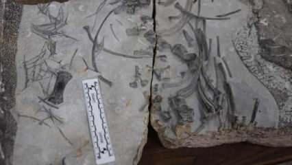 250 milyon yıllık "ihtiyozor" iskeleti bulundu