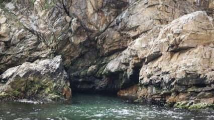 Adalar'da Akdeniz foku mağarası tespit edildi
