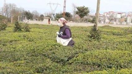 Doğu Karadeniz'de 2022 yaş çay sezonu hazırlıkları başladı