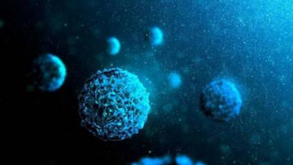 Dünya okyanuslarında 5 bin 500’den fazla yeni virüs türü tespit edildi