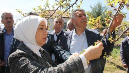 Malatya’da zirai don nedeniyle hasar tespit çalışmaları başladı 