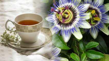 Passiflora çayı faydaları nelerdir? Passiflora çayı uyku yapar mı?