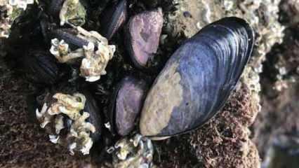 Avustralya sahillerindeki midyelerde mikroplastikler bulundu