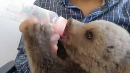 Irak sınırında bulunan ayı yavrusu ilgi odağı oldu   