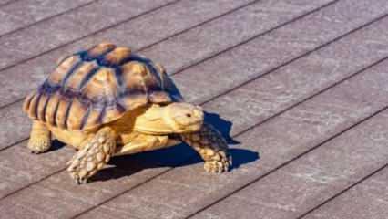 Japonya havaalanlarındaki 'istilacı kaplumbağalara' savaş açtı