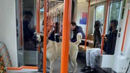 Londra metrosunda 'Sivas kangalı' Sosyal medyada viral oldu