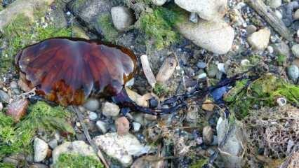 Uzmanlar uyardı! Çanakkale boğazında zehirli denizanası tehlikesi