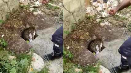 Mersin'de 20 metrelik kuyuya düşen kedinin imdadına itfaiye koştu