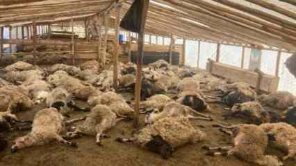 Ağıla giren kurtlar, 200 koyunu öldürdü
