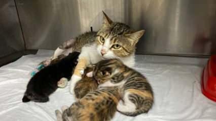 Anne kedinin ayağına tuğla düşünce yavrularıyla birlikte ameliyata alındı
