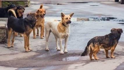 İngiltere, Türkiye'deki köpek saldırıları nedeniyle uyarı yayımladı