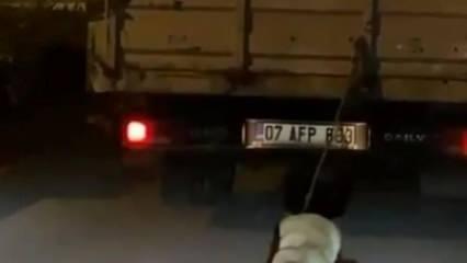 Vicdansız kamyon şoförü köpeği kamyonetin arkasına bağlayıp sürükledi