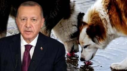 Cumhurbaşkanı Erdoğan'dan sokak hayvanları talimatı