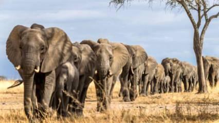 Fil kabusu: Ülkede bir yılda 60 kişi fil saldırısında öldü 
