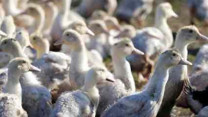 Macaristan'da kuş gribi nedeniyle 93 bin ördek itlaf edildi