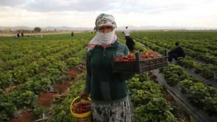 Mardin'de kooperatif kuran kadınlar günlük 800 kilogram çilek hasat ediyor