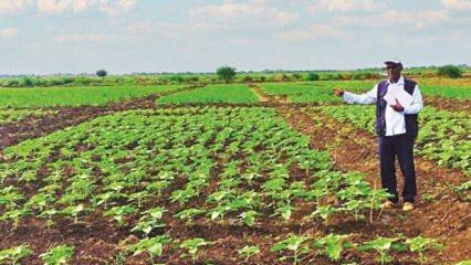 Milli tohum Sudan’da çiçek açtı: Türkiye'ye ayçiçek yağı olarak dönecek