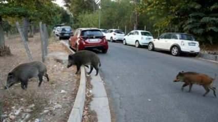 Roma'da "Afrika domuz vebası" sebebiyle yaban domuzlarına yönelik önlemler alındı
