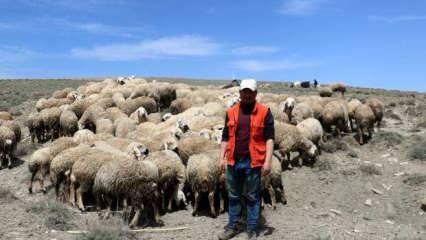 Sivas’a baharın gelişiyle koyunlar meraya çıkmaya başladı
