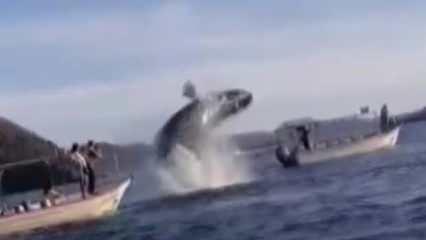Sıçrayan balina tekneye çarptı: 2 yaralı