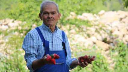 Zonguldak'ta emekli maden işçisi hayatını tarıma adadı
