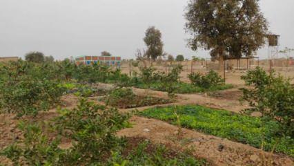 Afrika'daki kurak alanlar yemyeşil bahçe oldu