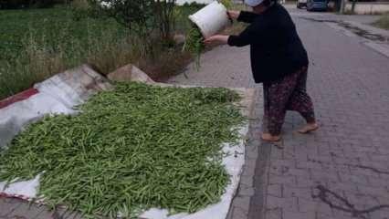 Tarlada kilosu 15 liradan satılıyor
