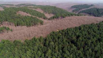 4 ilde bazı alanlar orman sınırları dışına çıkartıldı