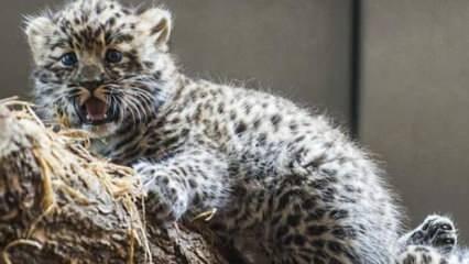 ABD’de nesli tükenmekte olan iki Amur leoparı doğdu