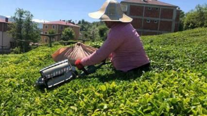 ÇAYKUR 1 haftada üreticiden 20 bin ton çay aldı