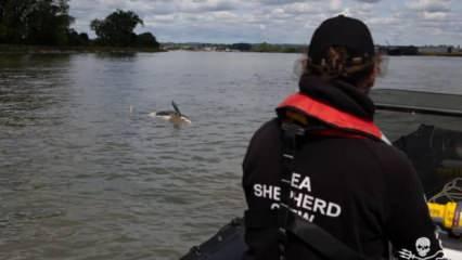 Fransa'da ötenazi yapılması planlanan katil balinadan kötü haber