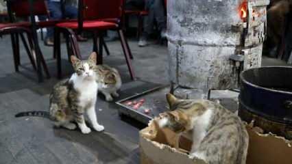 Gümüşhane’de sokak kedileri çay ocağını yuva belledi