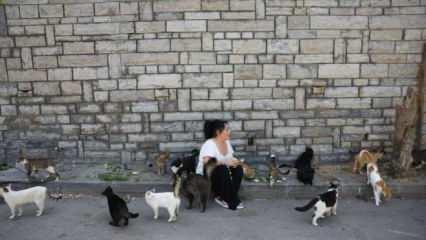 İstanbul'da yeni salgın paniği... 700 kedi öldü